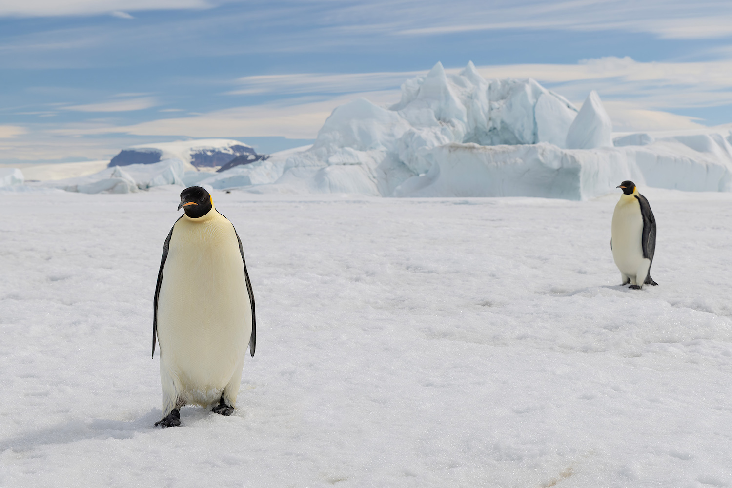 Image of Emperor penguins